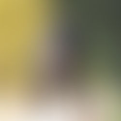 Výzvy a řešení při fotografování černých psů