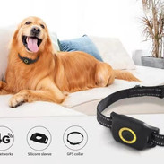 PINGO D4 Dog.jpeg