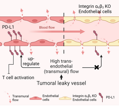 PD-L1, Transmural flow, MVN