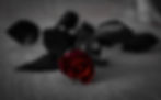 bloom-blossom-flora-168417.jpg