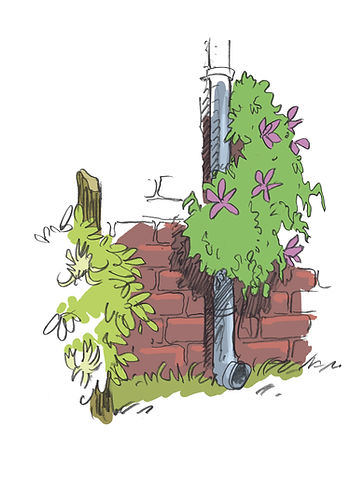 Plante grimpante.jpg