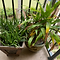 Potted Plants 3