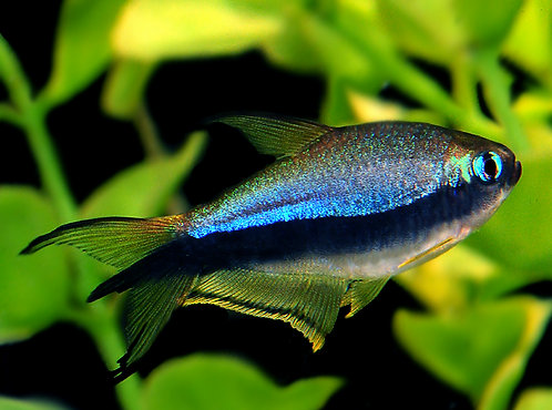 emperor tetra care