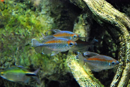 Congo Tetra Burton Aquatics