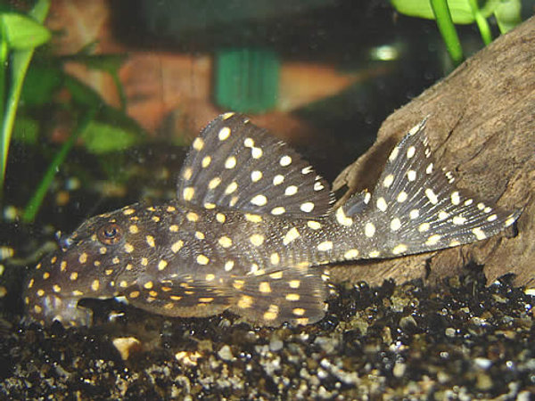 Galaxy Pleco L29 Burton Aquatics