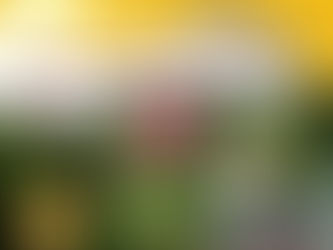 TAMAN BUNGA حديقة الزهور كوالالمبور