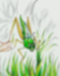 image from the book of the grasshopper facing us and jumping back into the grass