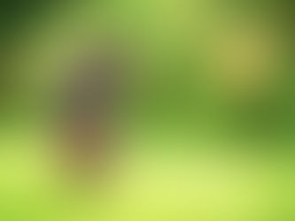 WHY IS REGULAR EXERCISE IMPORTANT FOR YOUR DOG?