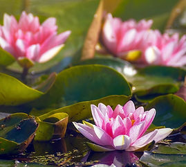 lotus lake.jpg