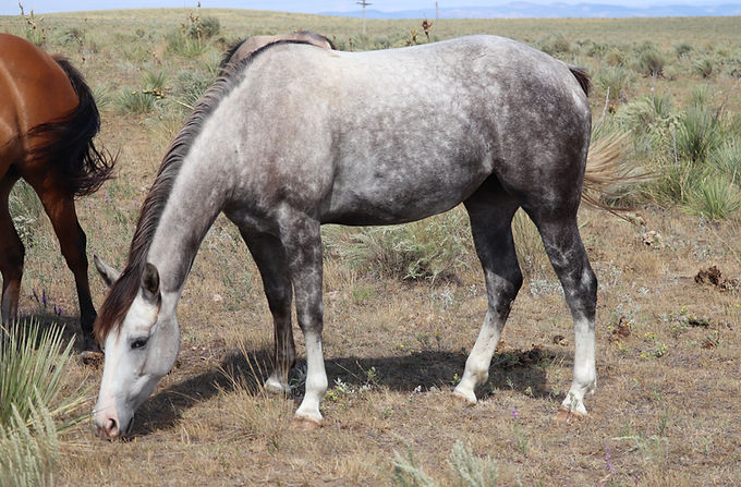 Frosted Blakburn