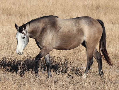 HYPP -  N/N
GBED - N/N
MH -  N/N
HERDA - N/N
PSSM1 - N/N
IMM - Not Tested
LWO - Not Tested