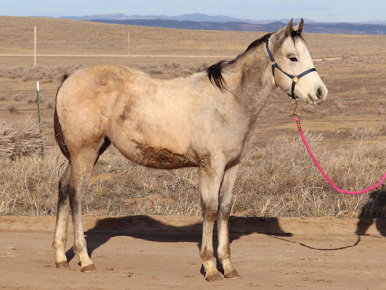 Frenchmans Trickster