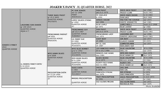 WYO Bunny Bluebonnet.jpg