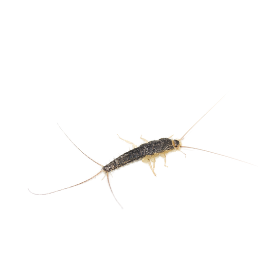 Silverfish Pest Control Mount Vernon, NY