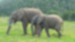 Two elephants walking across a grassy Plaine