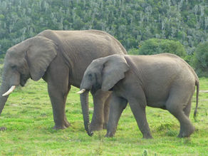 Two elephants walking across a grassy plaine