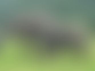 Two elephants walking across a grassy plaine
