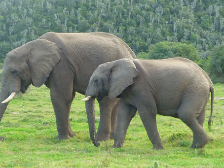 Two elephants walking across a grassy plaine