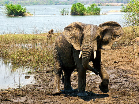 Elephant at Majete Wildlife Reserve - Malawi. Photography by David Davies.