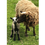 Miniature : brebis shetland