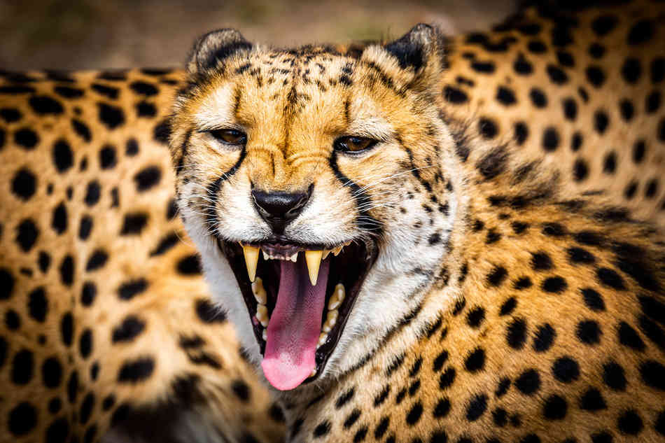 FANGS