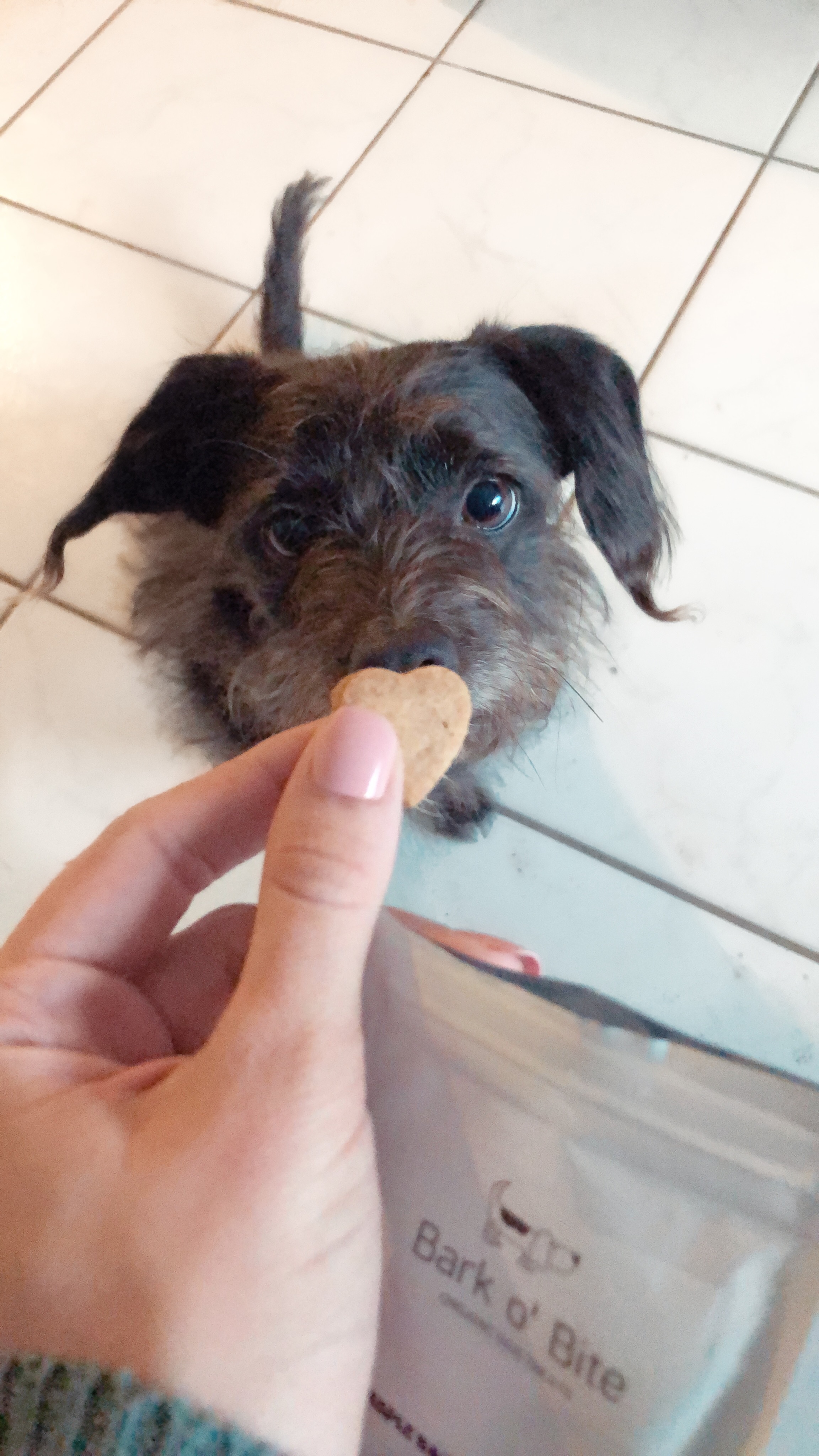 Maple Bacon Dog Treat