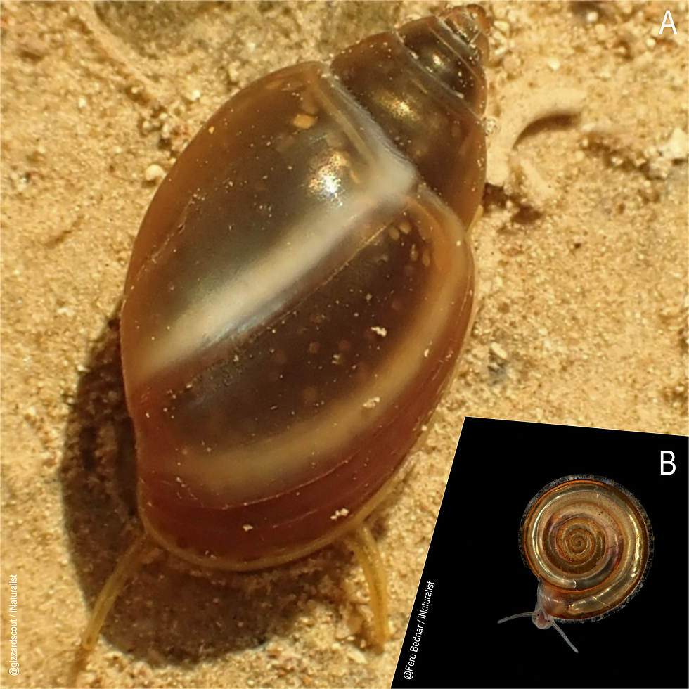 Figure 4. A: Physidae specimen, B: Planorbidae specimen.