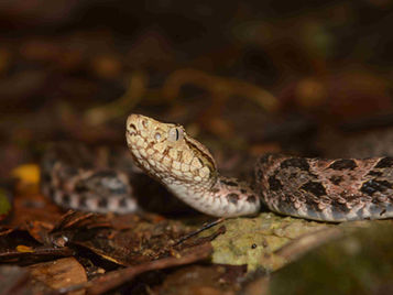 Accidentes ofídicos en Honduras: Barba amarilla (Bothrops asper)