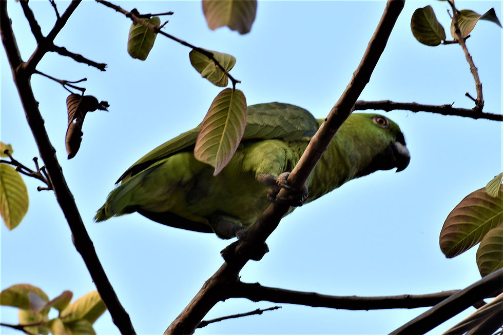 Honduran parrots (Psittacids)