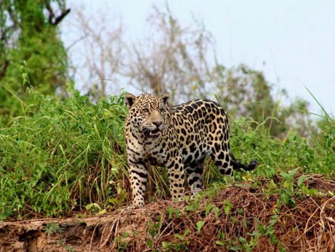 Cautiverio y sacrificio de jaguares en Copán: ¿qué nos revelan los isótopos?