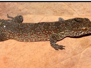 Hablemos de los Geckos (Saurios)