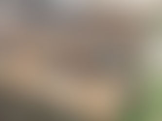 Top 5 fotografías de iNaturalist: edición 2025-2026