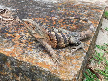 Top 5 fotografías de iNaturalist: edición 2025-2026