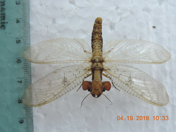 Los Corydalidos (Perros de Agua), Insectos Gigantes Que pasan Desapercibidos