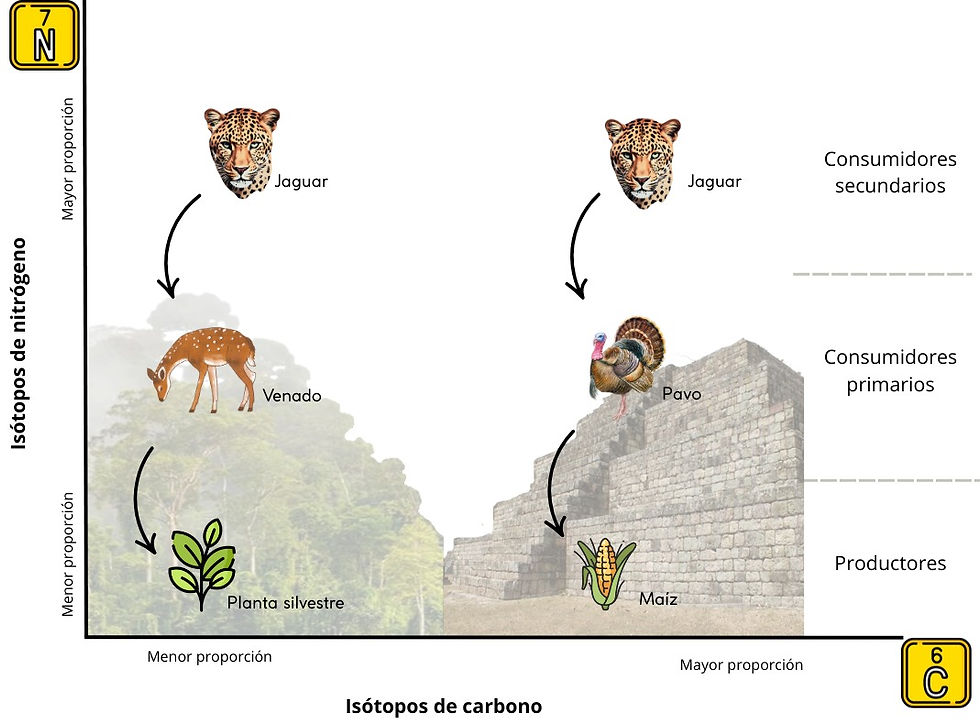 Figura 4. Ilustración del uso de isótopos estables de carbono y nitrógeno para reconstruir cadenas alimenticias