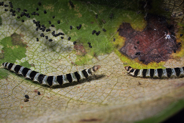Oruga Fascista