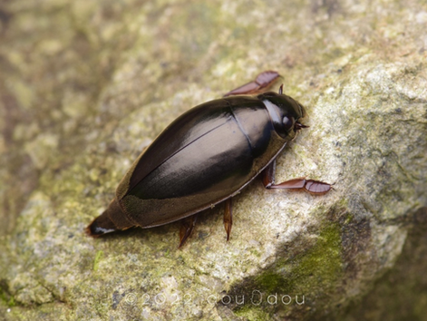 Un coleóptera (Gyrinidae) adulto