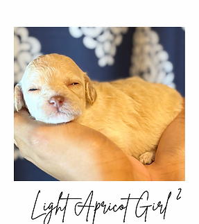 Publication Facebook Bonjour Juin collage photo jaune - 8.png