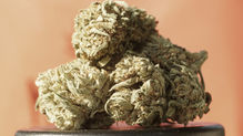 Marijuana Buds Flowers