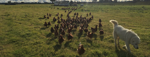 free range layers