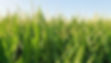 corn compressed again.jpg