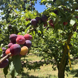 The Sweet Spot of Summer: NZ Stone Fruit at Its Best