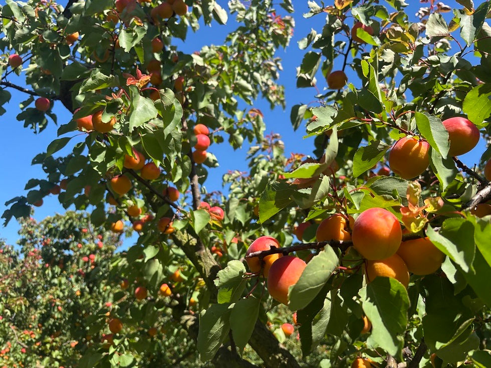 Ripe orange and red apricots grow on lush green tree branches under a clear blue sky, creating a vibrant, sunny scene.