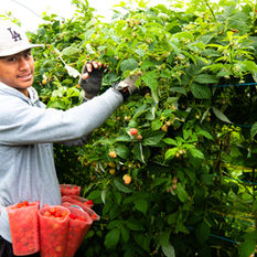 Growing the Future: How Kiwi Farmers Are Redefining the Berry Industry