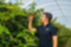 Gardener in a navy shirt inspects ripe raspberries in a greenhouse. Lush green foliage surrounds him. Shirt reads "Berry Farms NZ".