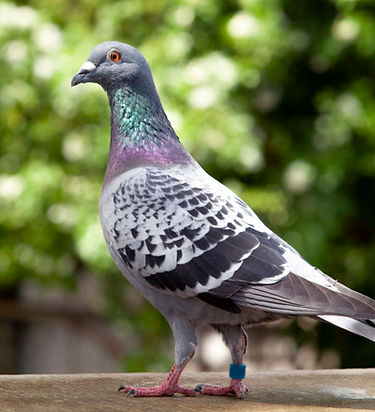 Pigeon-care-Albert-E-James-and-Son-900x600.jpg