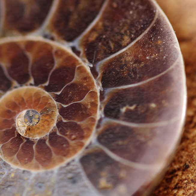 Ammonite Fossil Closeup