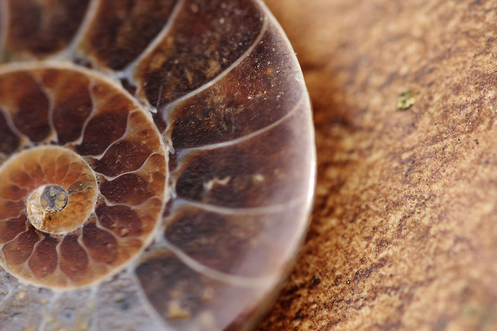 old fossil