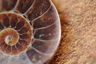 Animal Fossil