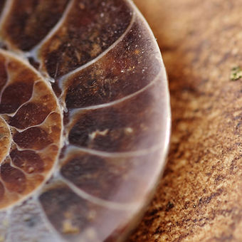 Animal Fossil